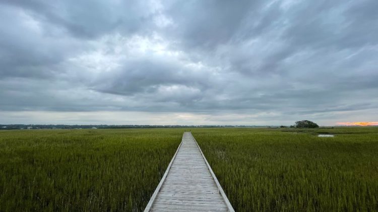 Wooden walkway over green marsh grass
