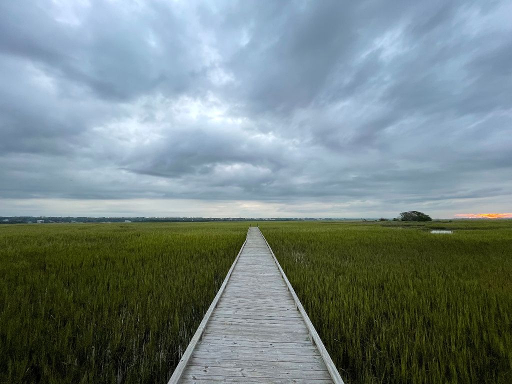 Wooden walkway over green marsh grass