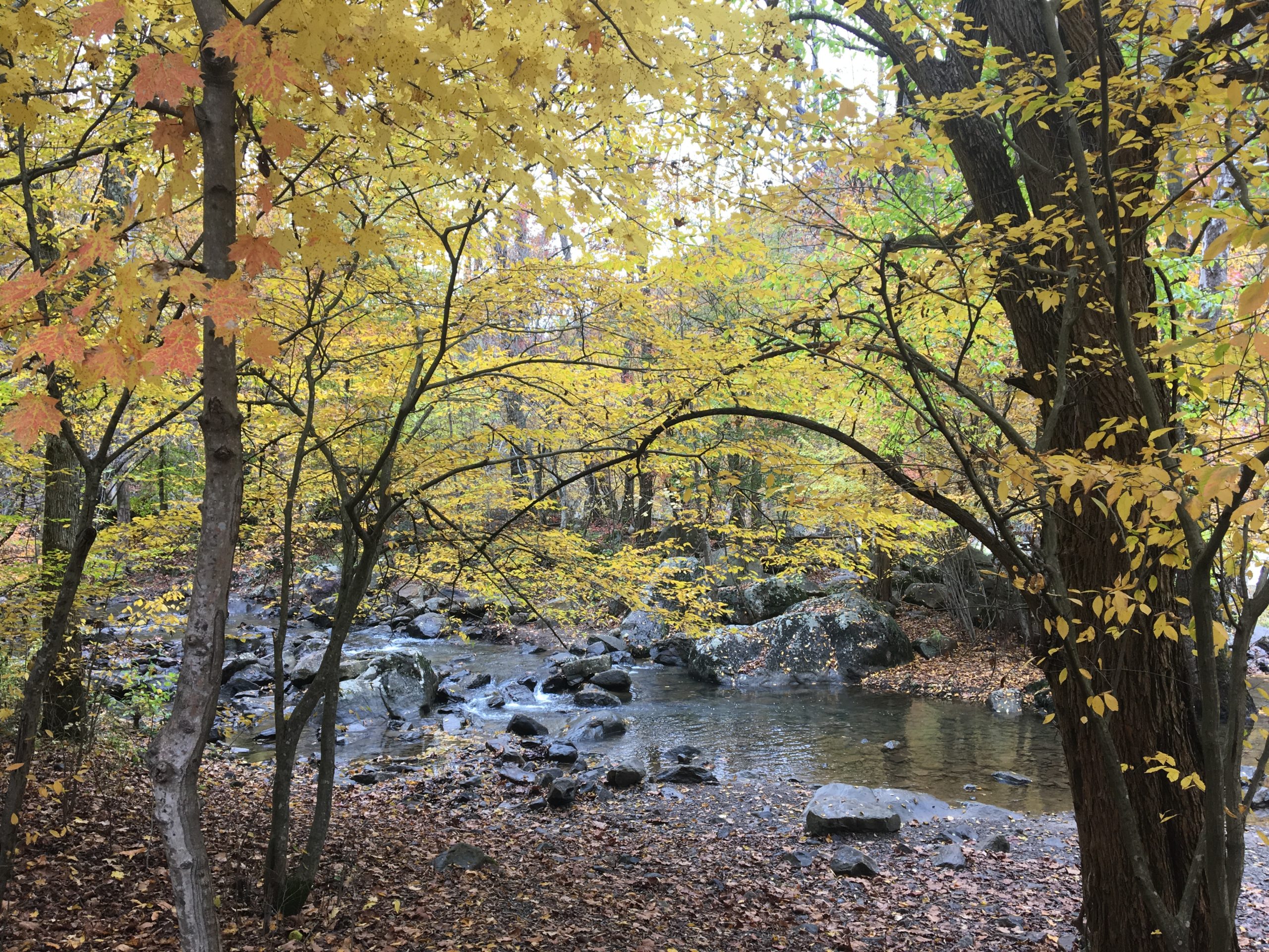 trees with yellow leaves by a creek