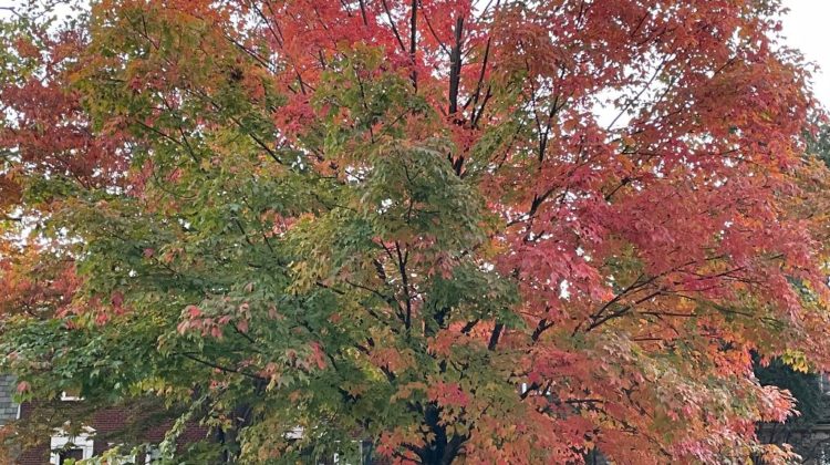 Tree that has half red leaves and half green leaves