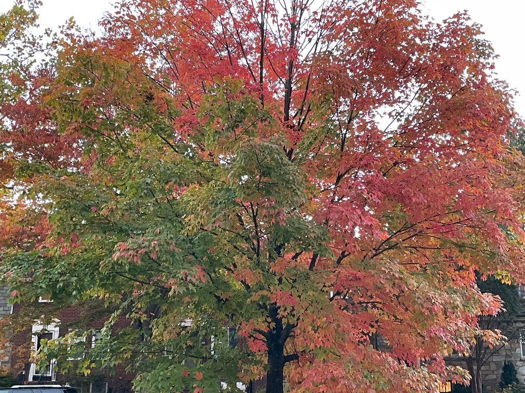 Tree that has half red leaves and half green leaves
