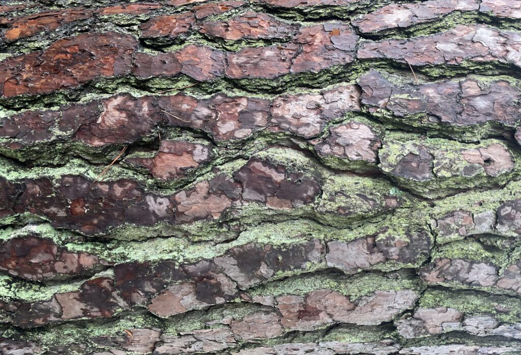 Tree bark with green moss