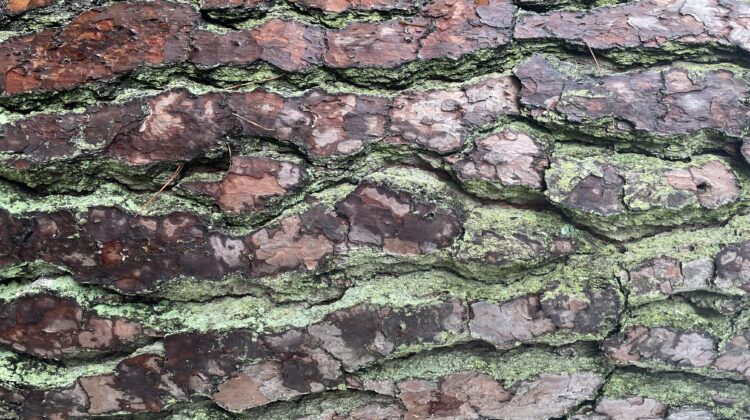 Tree bark with green moss