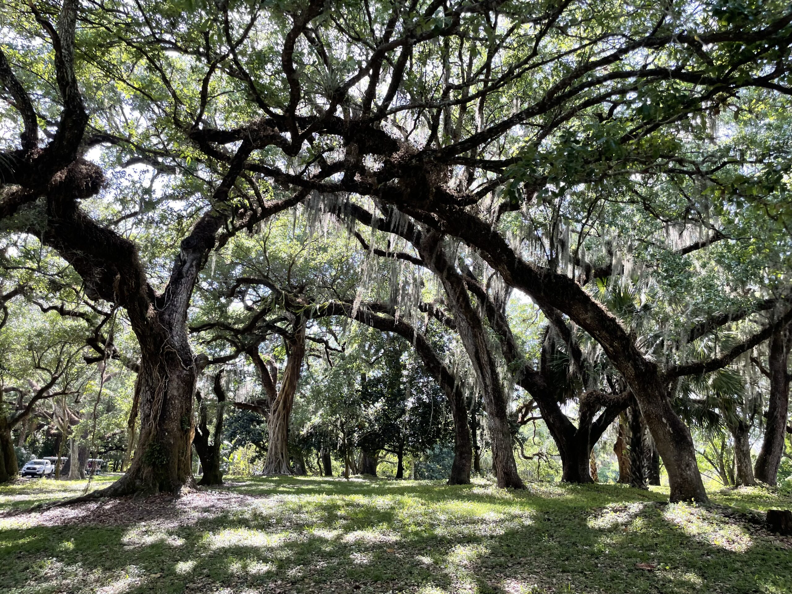 May 2024 Quote: Align - Golden Acorns