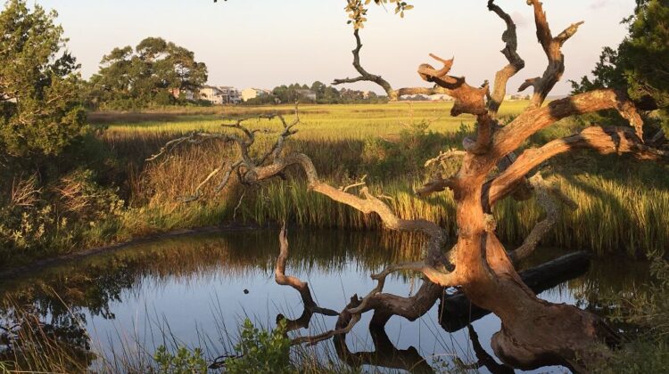 Tree branches in pond