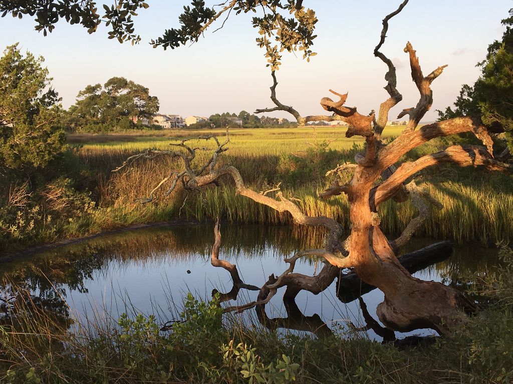 Tree branches in pond
