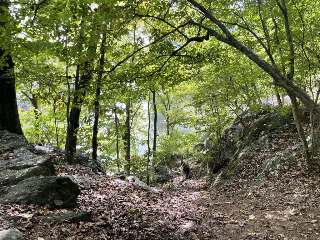 trees in a forest