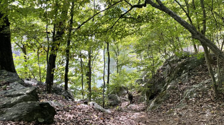 trees in a forest