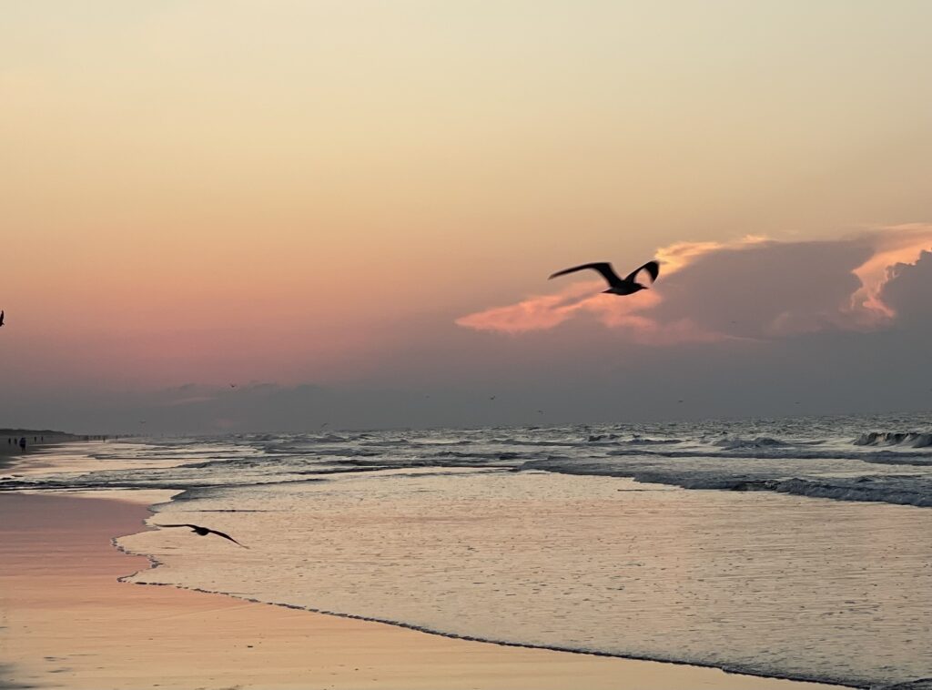 Bird flying at sunrise at the beach