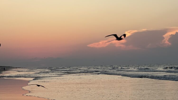 Bird flying at sunrise at the beach