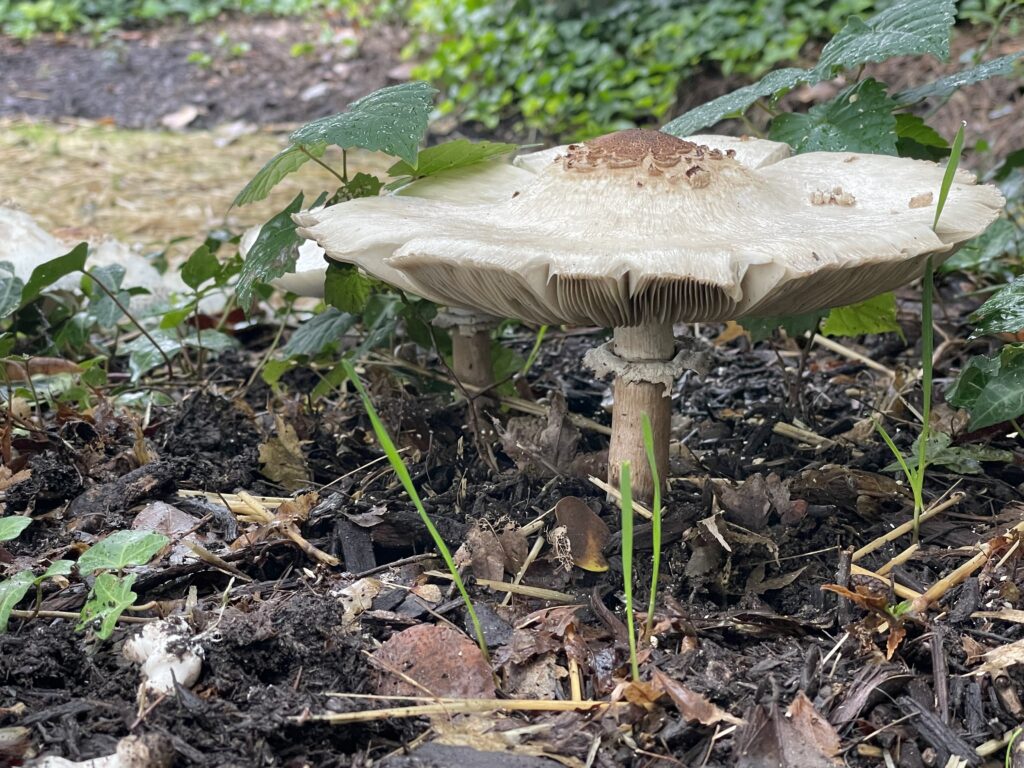 Mushroom growing in the dirt