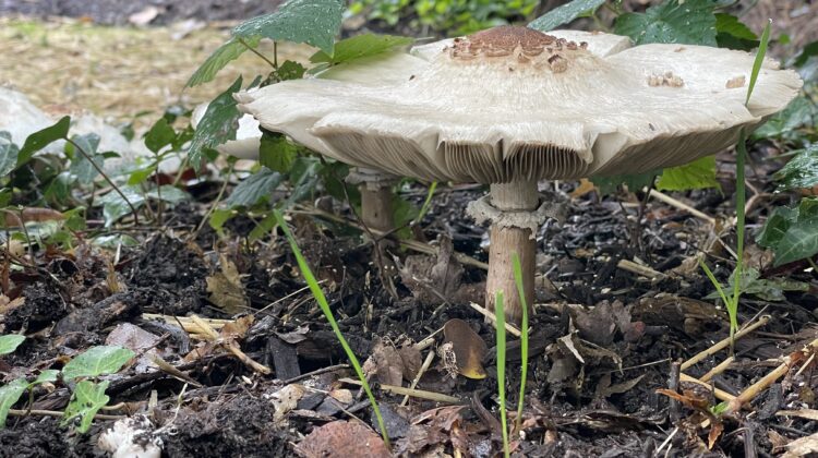 Mushroom growing in the dirt