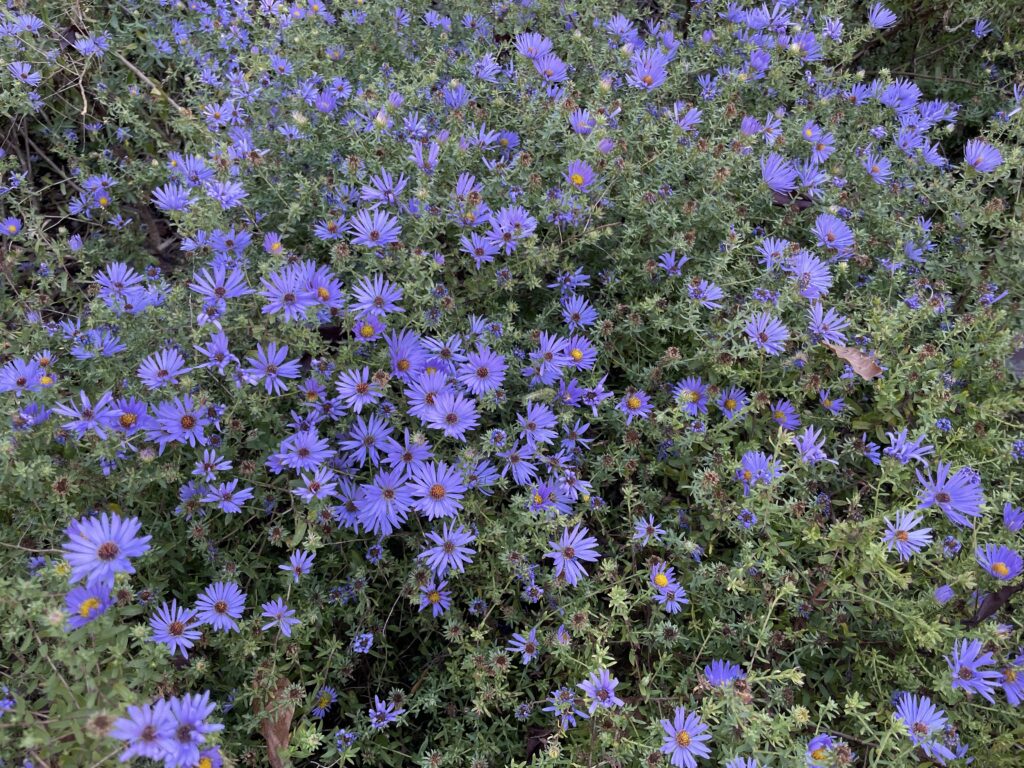 small purple flowers